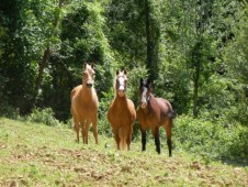 Passeggiata a Cavallo di 1 ora - 2 Persone
