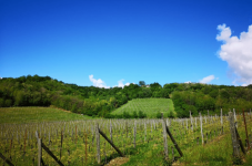 Degustazione di Vini a Udine