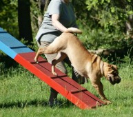 Percorsi cinofili con il proprio cane e scoperta della falconeria nell’Oltrepò Pavese.