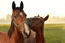 Passeggiata a Cavallo con Pic-nic e Visita Guidata al Museo Medievale e alla Fortezza Orsini 