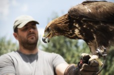 Avventura in Calabria - Fantastica Esperienza di Falconeria Calabria 