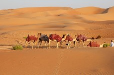 Safari nel deserto mattutino con trasporto da Dubai