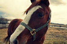 Passeggiata a Cavallo di 1 ora - 2 Persone