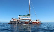 Dolphins and Whales Watching in Madeira