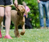 Voucher Regalo Corso Online Addestramento Cani: Educa il Tuo Cane Oggi