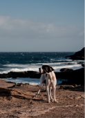 Servizio fotografico Cane o Gatto 