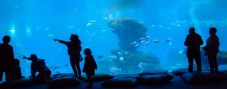Biglietti d'Ingresso Acquario di Barcellona per Famiglie (2 adulti, 1 bambino)