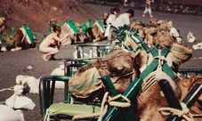 Camel riding in Maspalomas Dunes