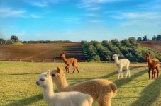 Soggiorno al Parco dei Cimini con visita agli alpaca per famiglia