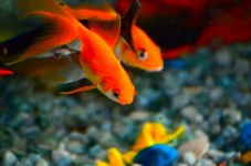 Idee Regalo Pesce Rosso con Consegna a Domicilio - Roma
