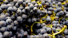 Degustazione tre Vini Colline Novaresi