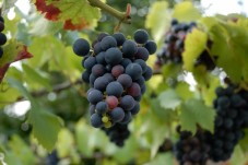 vino della campagna di noto, in sicilia