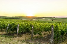  cena pic-nic tra i vigneti toscani