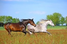 Escursione a cavallo a Messina