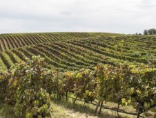 Tour della tenuta Castelbuono e della cantina Carapace con degustazione vino