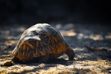 Regala una tartaruga di terra