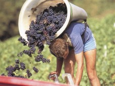 Degustazione vini e prodotti tipici - Piemonte