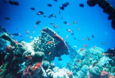 Pacchetto Viaggio Maldive