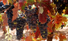 Rioja wine tour from San Sebastian