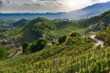 Soggiorno in Vigna con tour con agronomo