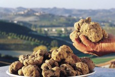 Caccia al tartufo e visita da produttore di nocciole