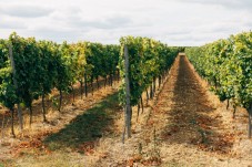 Wine Tour in Valpolicella 