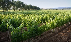 Degustazione di vini classica alla cantina Terre del Marchesato