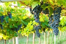 Itinerario vitivinicolo in Valpolicella alla scoperta dell'Amarone