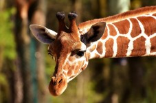Biglietto per Bioparco di Roma – Scopri Oltre 1200 Animali a Villa Borghese