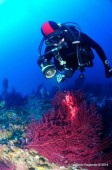 Immersione Battesimo del Mare Puglia 