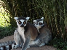 Biglietti per il Bioparco Zoom Torino