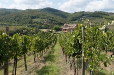 Tour della cantine, degustazione e tagliere con specialità toscane vicino a Firenze