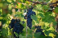 Picnic in vigna e degustazione di vini