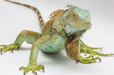 Regala un'iguana