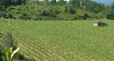 Visita al Vigneto e alla Cantina con Degustazione a Peccioli