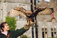 Spiegazione storica sulla falconeria, lezione addestramento rapaci ed escursione nel bosco con il falco