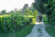 Passeggiata Romantica a Cavallo tra le Colline Senesi