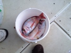 Pesca a Bolentino in Salento