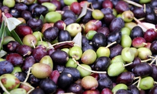 Puglia visita di 2 ore in frantoio con degustazione di olio extravergine di oliva