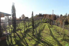 Degustazione vini e visita cantina a Modena