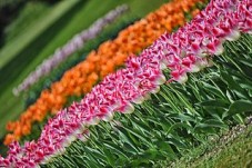 Amsterdam: tour guidato di Keukenhof e villaggio dei mulini a vento