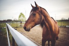 Fattoria Tègoni: passeggiate a cavallo in Toscana