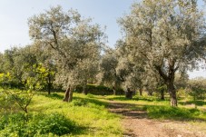 Albero Olivo Secolare DOP Bruzio 40 Litri