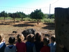 Corso Impariamo a Riconoscere le Piante 