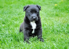 Voucher Regalo Corso Online Addestramento Cani: Educa il Tuo Cane Oggi