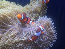 Acquario di Cattolica in Coppia