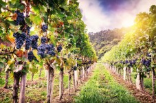 Degustazione 6 Vini Rossi e Vinsanto