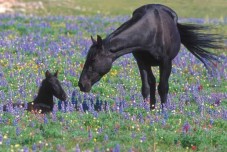 Passeggiata a cavallo per gruppi - Abruzzo 2 ore