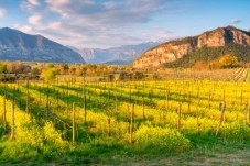 Visita cantina e degustazione in Friuli