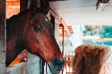 Esperienza a Cavallo per Bambini